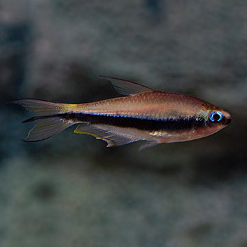 Emperor Tetra