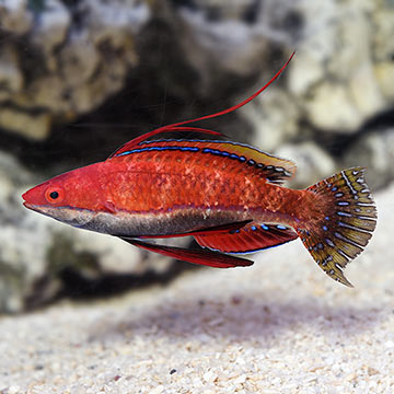 Ruby Longfin Fairy Wrasse