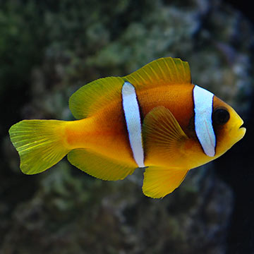 Two Banded Clownfish, Captive-Bred