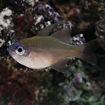 Longspine Cardinalfish 