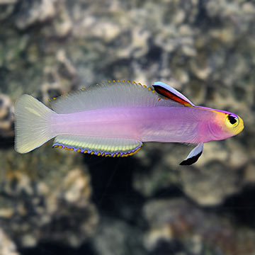 Helfrichi Firefish