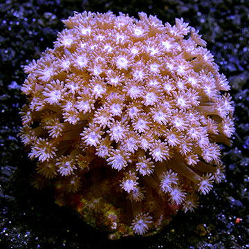 Marshall Island Goniopora Coral, Aquacultured ORA®