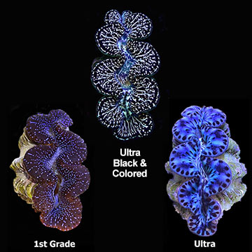 Maxima Clam Colored, Aquacultured ORA®