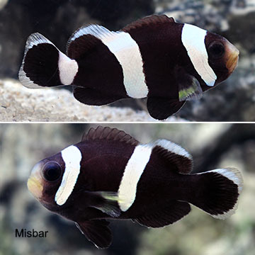 Black Saddleback Clownfish, Captive-Bred ORA®