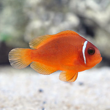 ORA® Captive-Bred Fire Clownfish