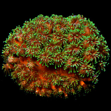 ORA&reg; Aquacultured Metallic Green Galaxea Coral