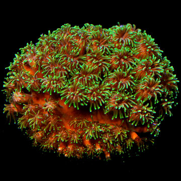 ORA® Aquacultured Metallic Green Galaxea Coral