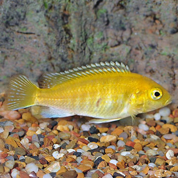 Electric Yellow Cichlid