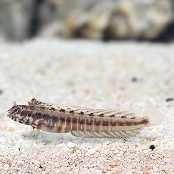 Eyebrow Barnacle Blenny