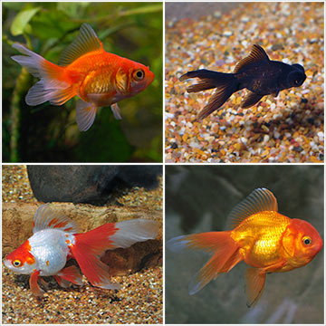 Fancy Goldfish 20 Pack