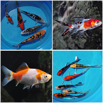 Koi & Pond Fish 12 Pack