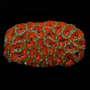 Lordhowensis Coral, Double Color