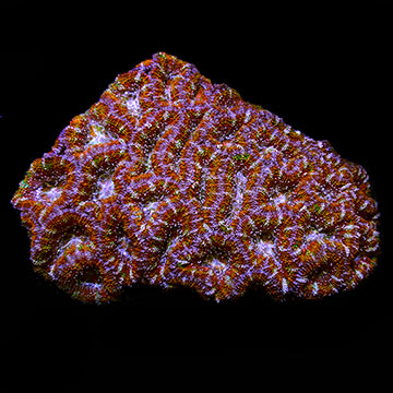 Lordhowensis Coral, Rainbow Color