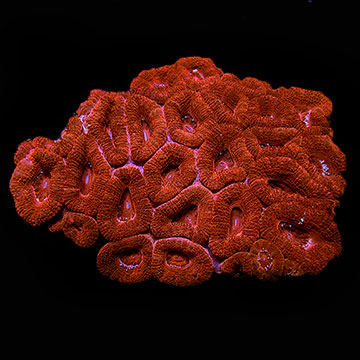 Lordhowensis Coral, Single Color