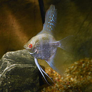 Albino Angel