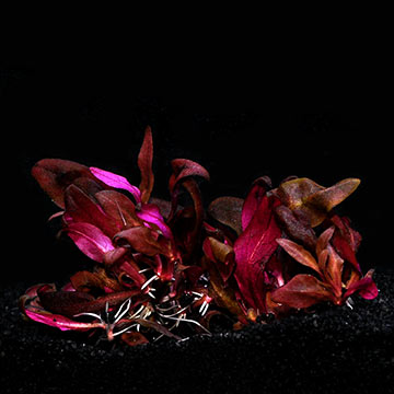 Alternanthera reineckii 'Mini' - Tropica® 1-2-Grow!