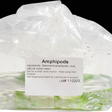 AlgaGen Amphipods