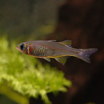 Assorted Pseudomugil Rainbow