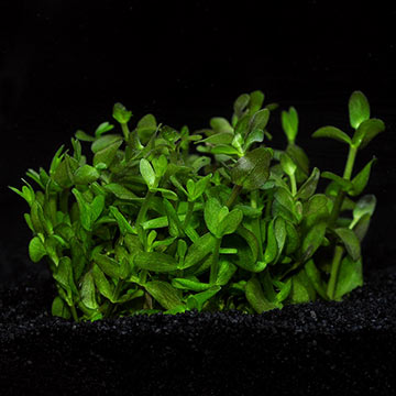 Bacopa caroliniana - Tropica® 1-2-Grow!