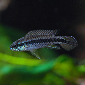 Black Stripe Dwarf Cichlid