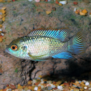 Blue Acara