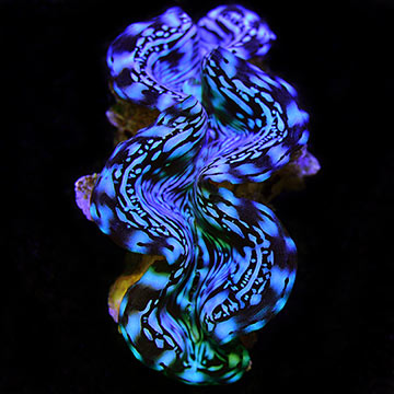 Squamosa Clam, Blue, Aquacultured