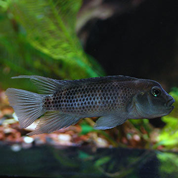 Buffalo Head Cichlid 