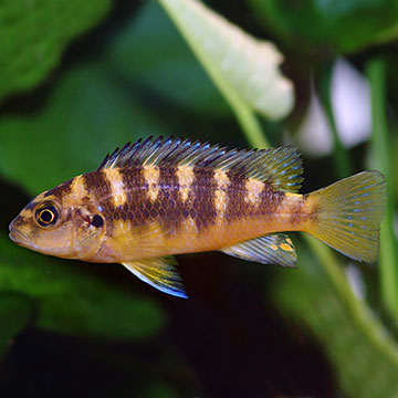 Bumblebee Cichlid