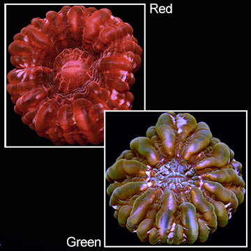 Button Coral, Cynarina