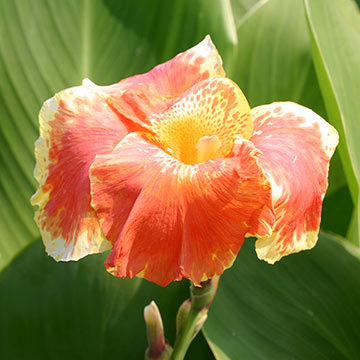 Orange King Humbert Canna