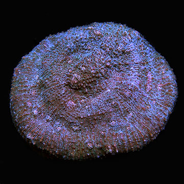 Chalice Coral