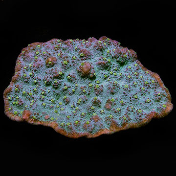 Chalice Coral, Green