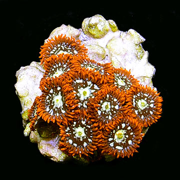 Colony Polyp, Orange Aquacultured ORA®