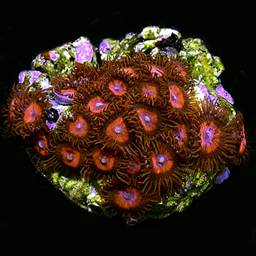 ORA® Aquacultured Red Colony Polyp