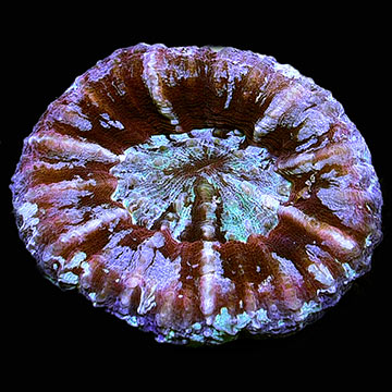 Australian Scolymia Coral, Colored