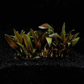 Cryptocoryne crispatula - Tropica® 1-2-Grow!
