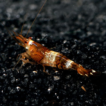 Diamond Shrimp Group