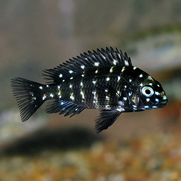 Duboisi Cichlid