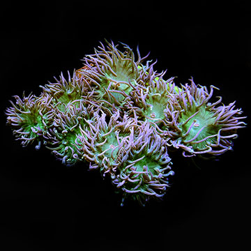 Duncanopsammia Coral