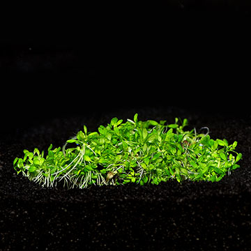 Elatine hydropiper - Tropica® 1-2-Grow!