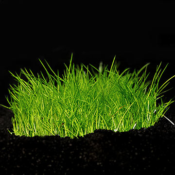 Eleocharis acicularis 'Mini' - Tropica® 1-2-Grow!