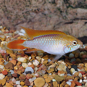 Double Full Red Agassizi Cichlid