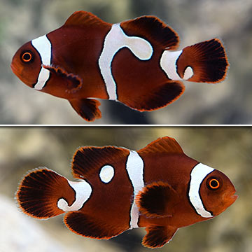 Gold Dot Maroon Clownfish, Captive-Bred