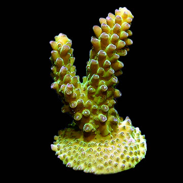 ORA&reg; Aquacultured Green Marshall Island Gem Acropora Coral