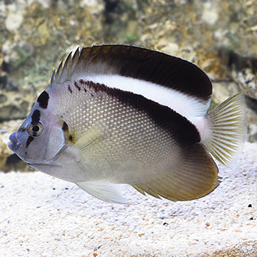 Griffis Angelfish 