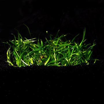 Helanthium tenellum 'Green' - Tropica® 1-2-Grow!