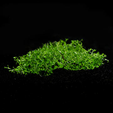 Hemianthus callitrichoides 'Cuba' - Tropica® 1-2-Grow!