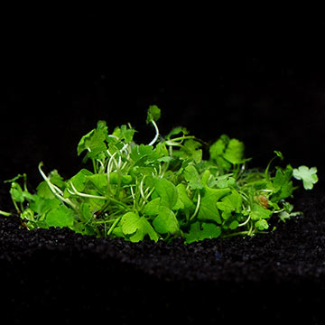 Hydrocotyle tripartita - Tropica® 1-2-Grow!