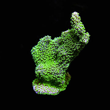 ORA&reg; Aquacultured Jeremy's Green Montipora Coral