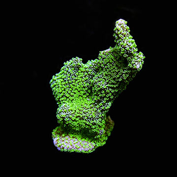 ORA® Aquacultured Jeremy's Green Montipora Coral